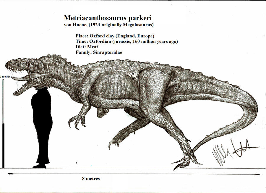 Metriacanthosaurus parkeri
