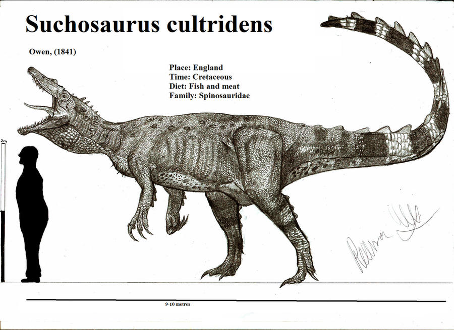 Suchosaurus cultridens