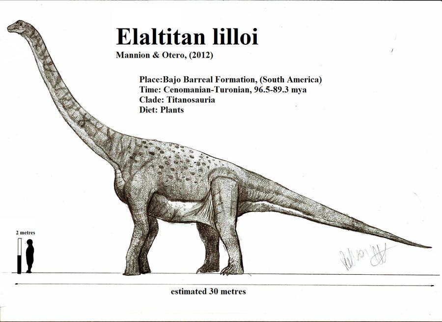 Elaltitan lilloi by Teratophoneus