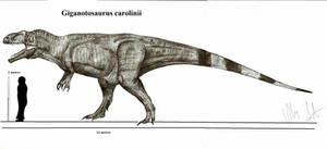 Giganotosaurus carolinii