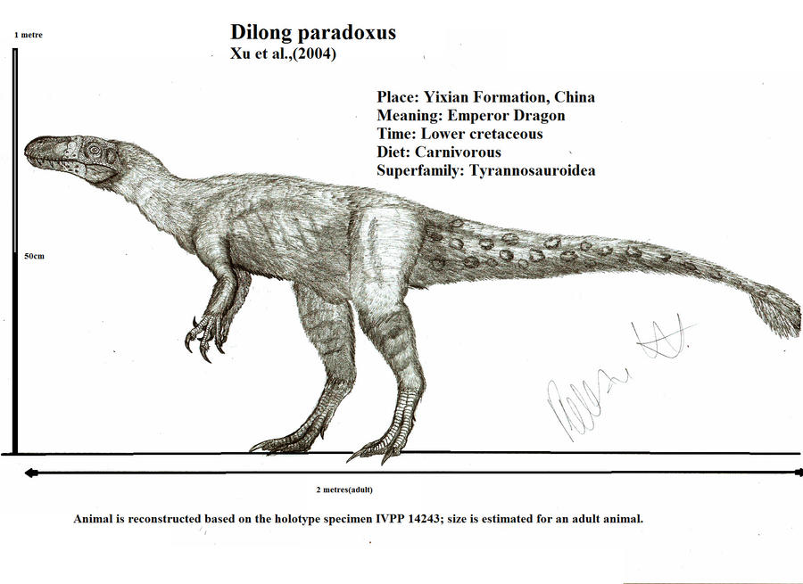Dilong paradoxus