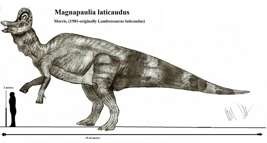 Magnapaulia laticaudus by Teratophoneus