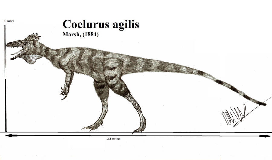 Coelurus agilis by Teratophoneus