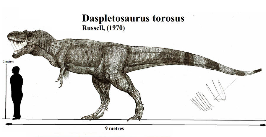 Daspletosaurus torosus by Teratophoneus