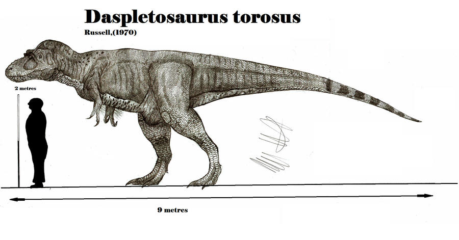 Daspletosaurus torosus final reconstruction