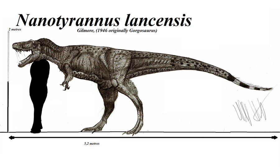 Nanotyrannus lancensis