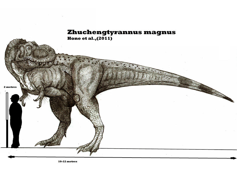 Zhuchengtyrannus magnus