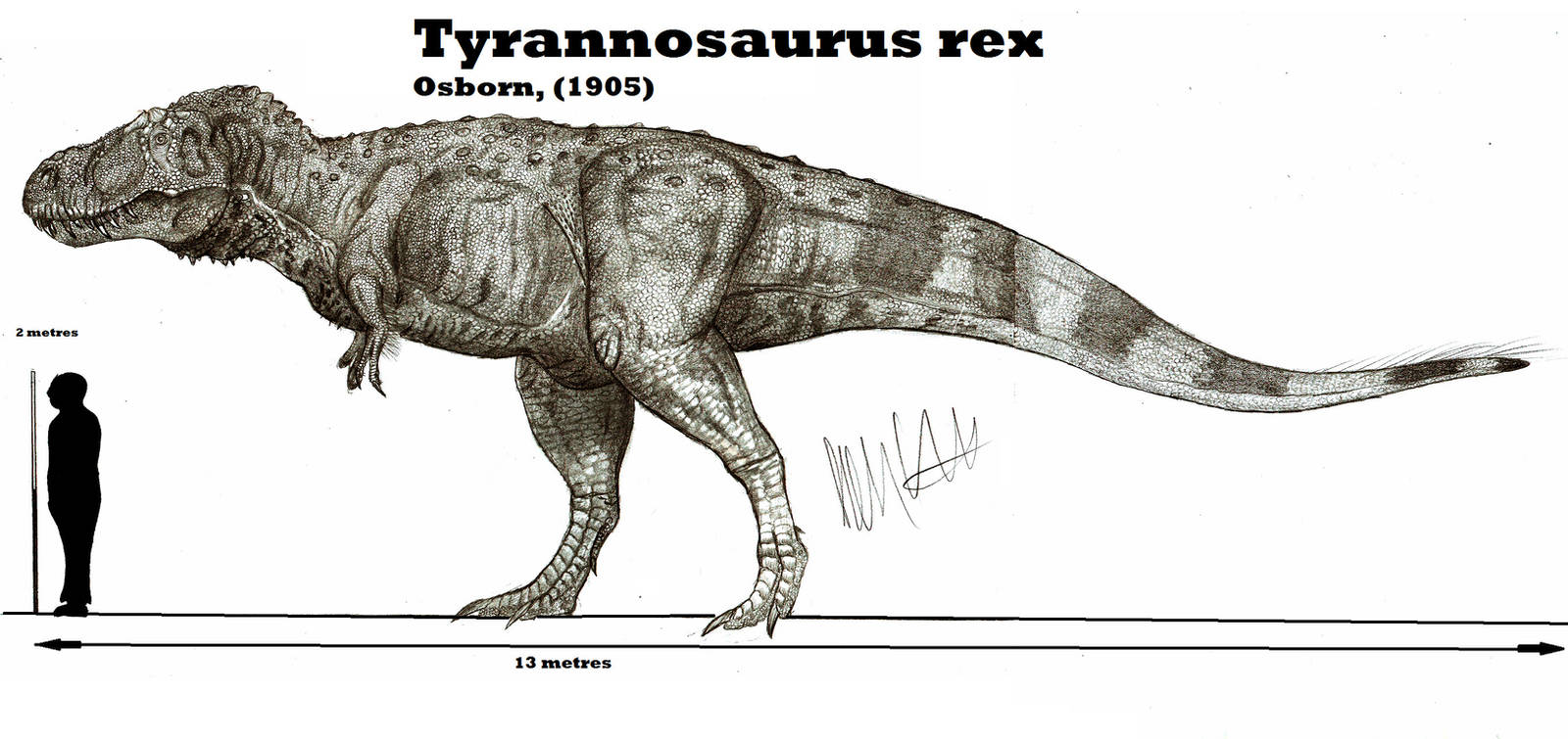 Tyrannosaurus rex by Teratophoneus