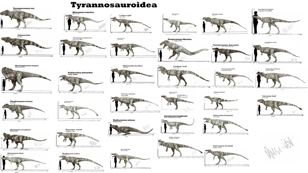 Сравнение динозавров. Тарбозавр названия динозавров. Динозавры хищники тероподы. Семейство тираннозаврид. Сравнение размеров хищных динозавров.