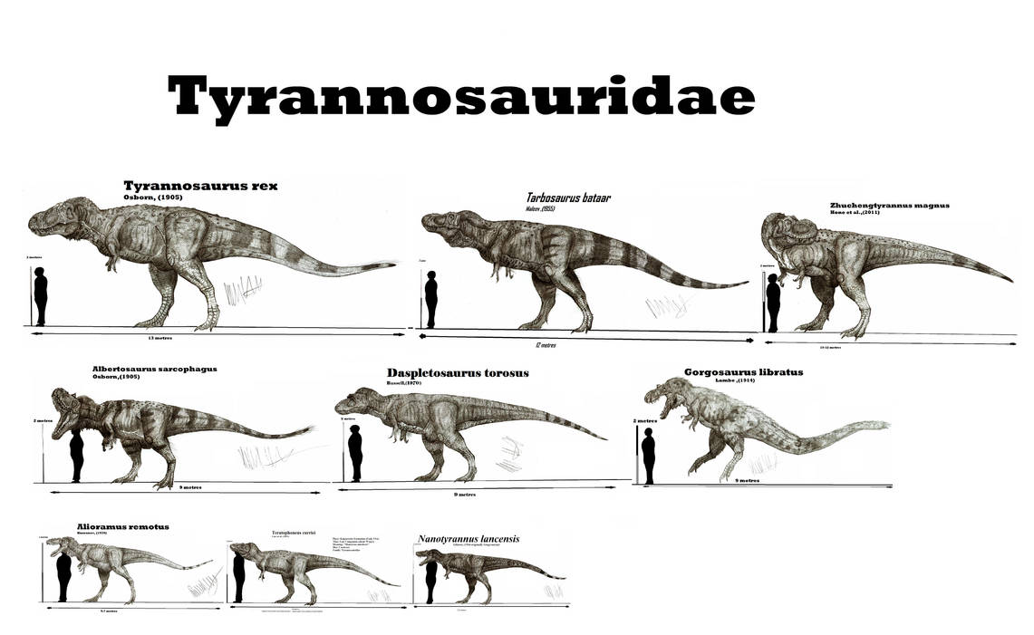Сравнение динозавров. Тираннозавриды Tyrannosauridae. Рост тарбозавра. Тираннозавр рекс рост. Тарбозавр длина рост вес.