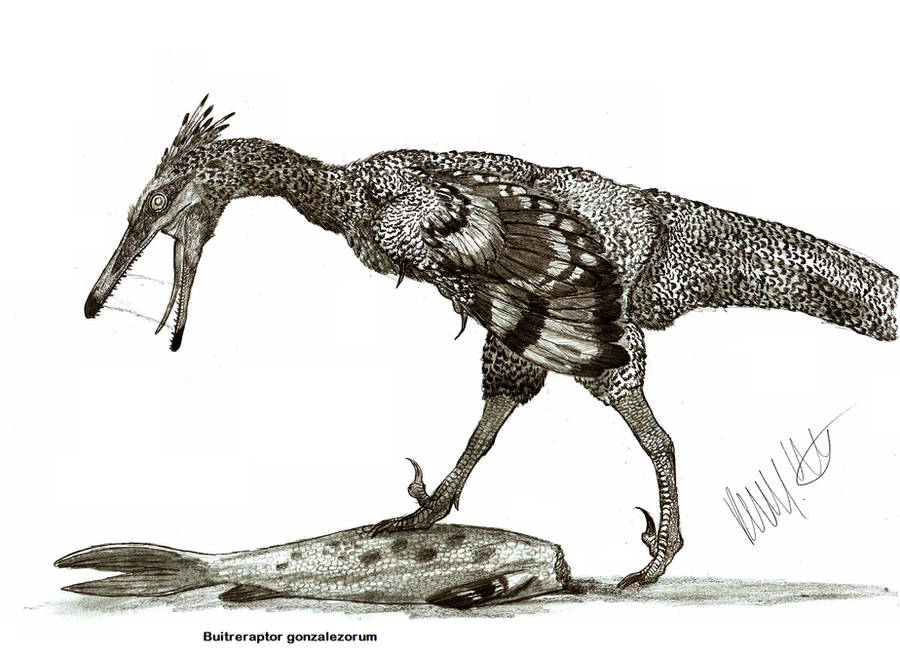 Buitreraptor gonzalezorum by Teratophoneus