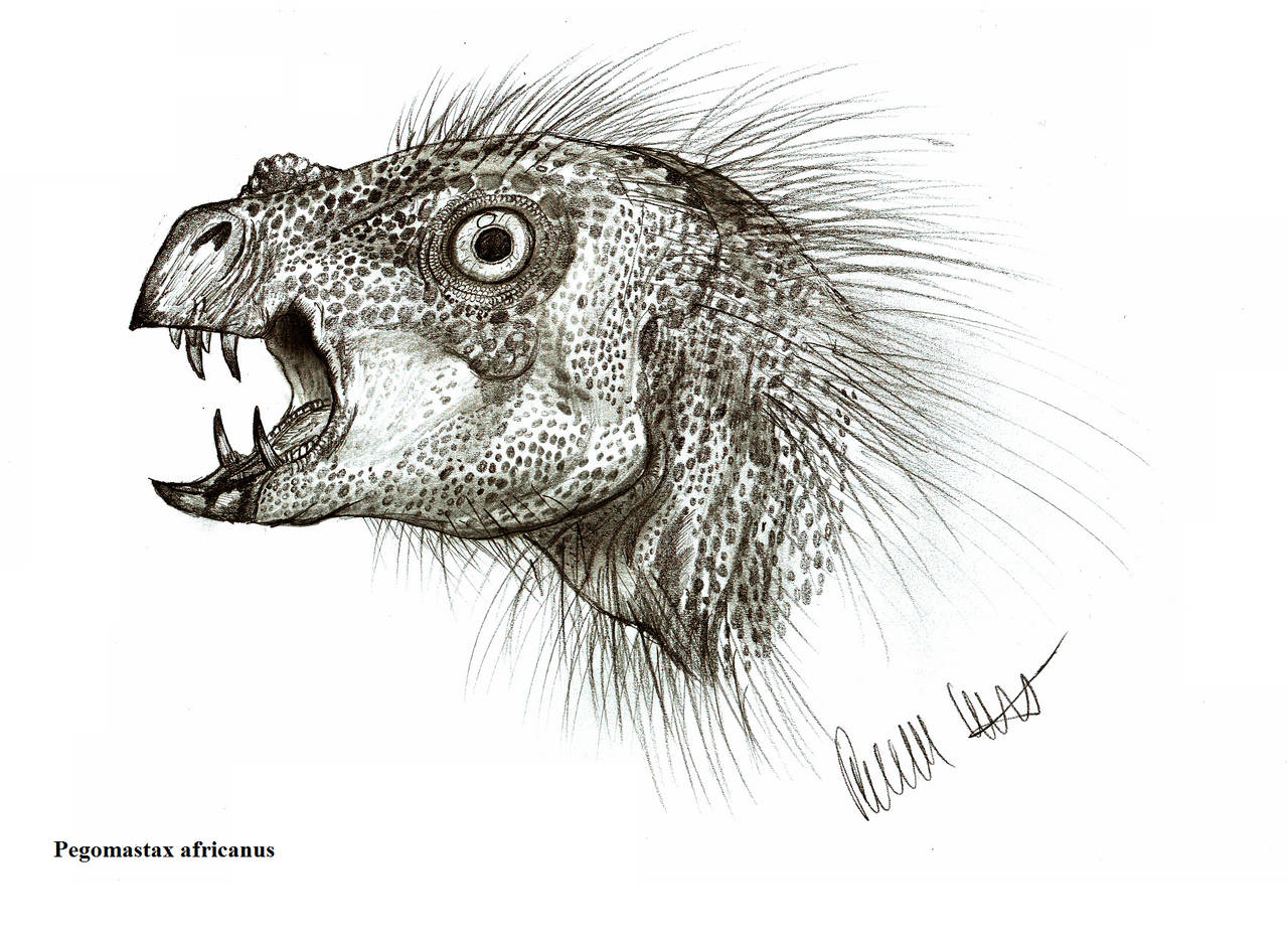 Pegomastax africanus by Teratophoneus