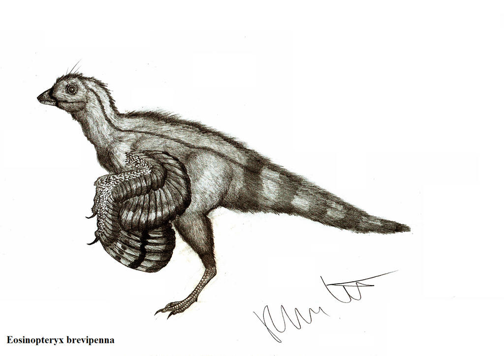 Eosinopteryx brevipenna