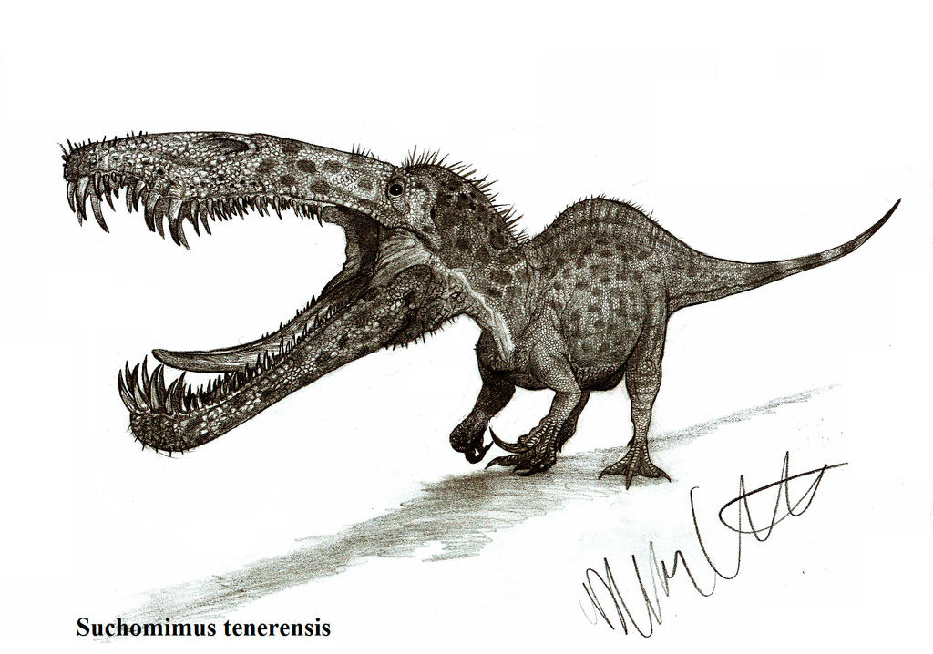 Suchomimus tenerensis