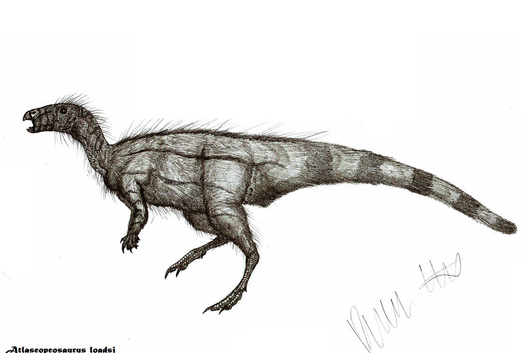 Atlascopcosaurus loadsi