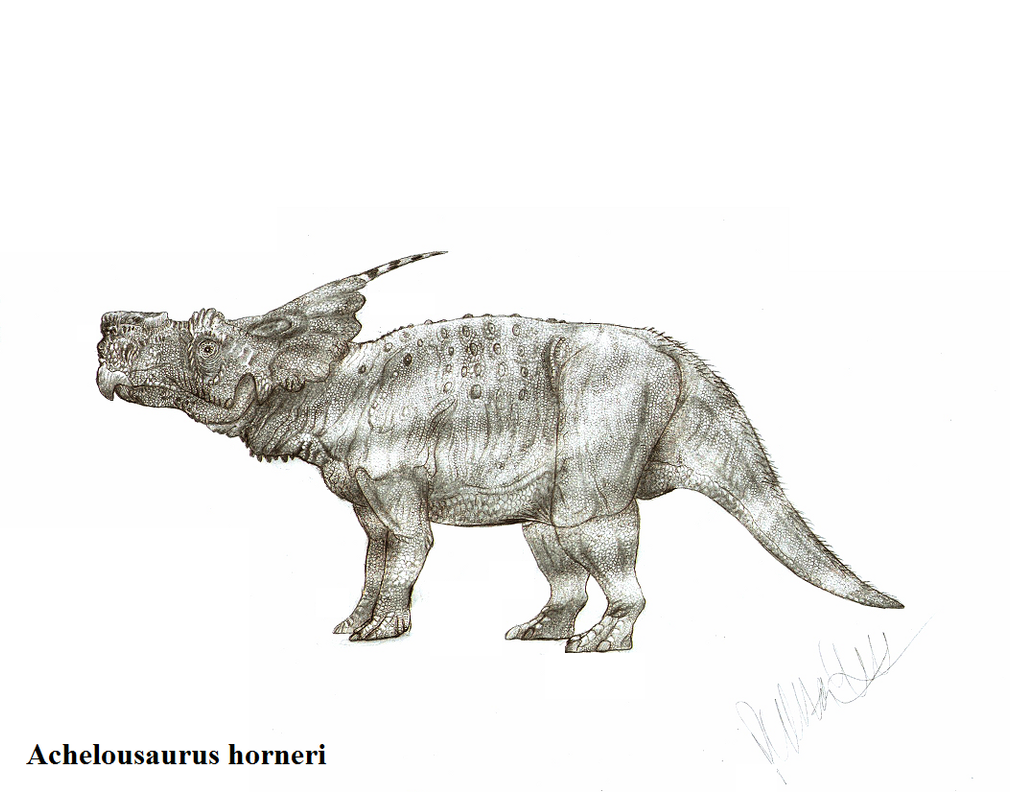 Achelousaurus horneri by Teratophoneus