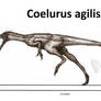 Coelurus agilis