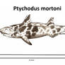 Ptychodus mortoni