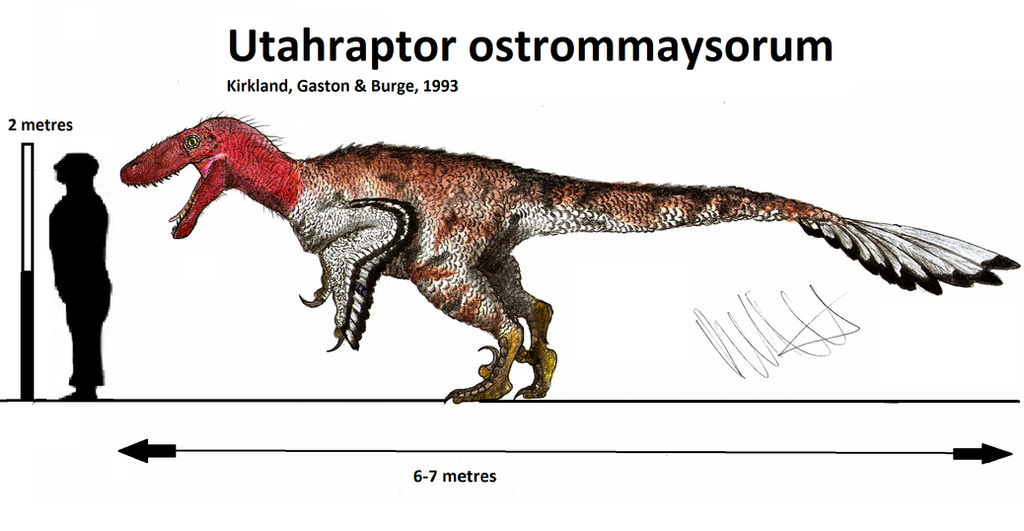 Utahraptor ostrommaysorum (updated) by Teratophoneus on DeviantArt