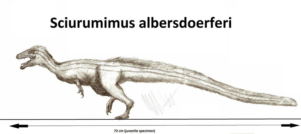 Sciurumimus albersdoerferi
