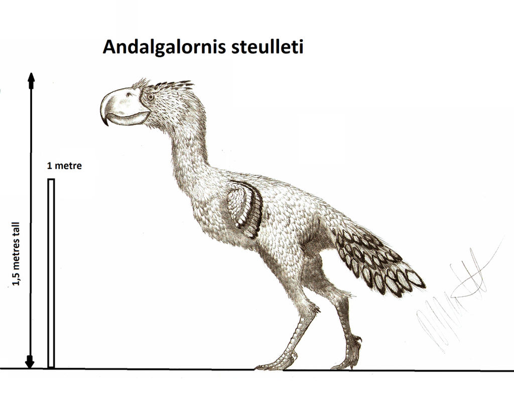 Andalgalornis steulleti