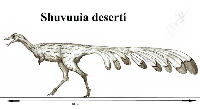 Shuvuuia deserti