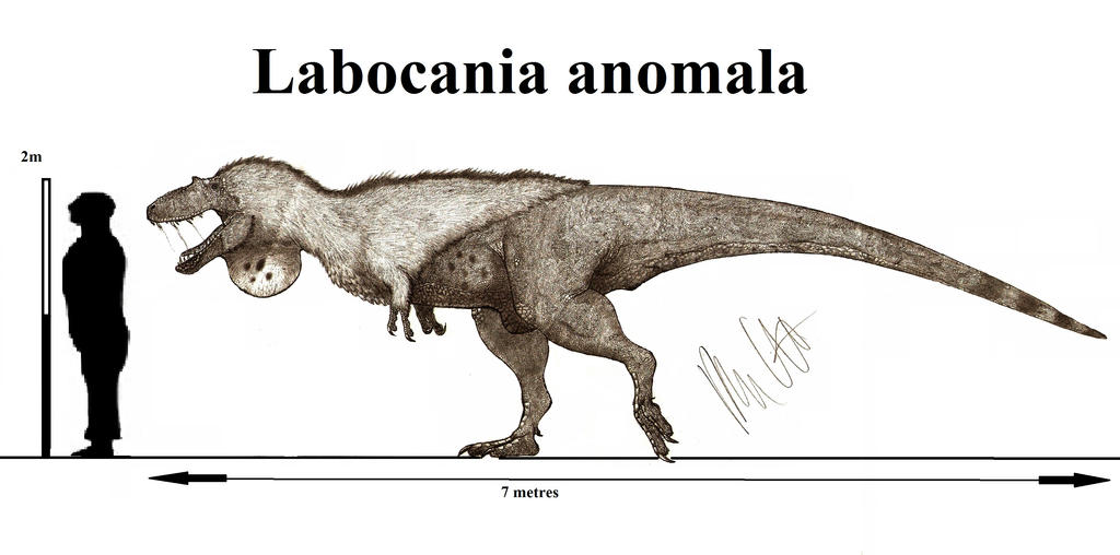 Labocania Labocania anomala by Teratophoneus on DeviantArt
