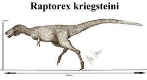Raptorex kriegsteini2
