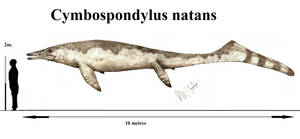 Cymbospondylus natans by Teratophoneus