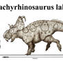 Pachyrhinosaurus lakustai