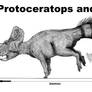 Protoceratops andrewsii