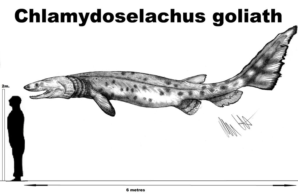 Chlamydoselachus goliath by Teratophoneus