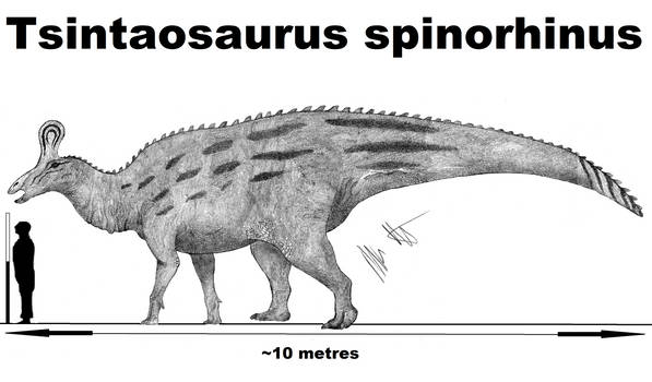 Tsintaosaurus spinorhinus