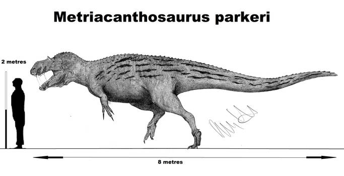Metrisaurus Drawing Explore the Best Metriacanthosaurus Art | DeviantArt