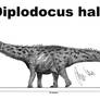 Diplodocus hallorum