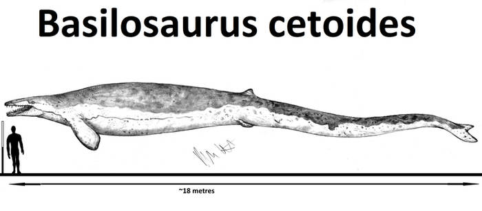 Basilosaurus Deviantart Explore the Best Basilosaurus Art | DeviantArt