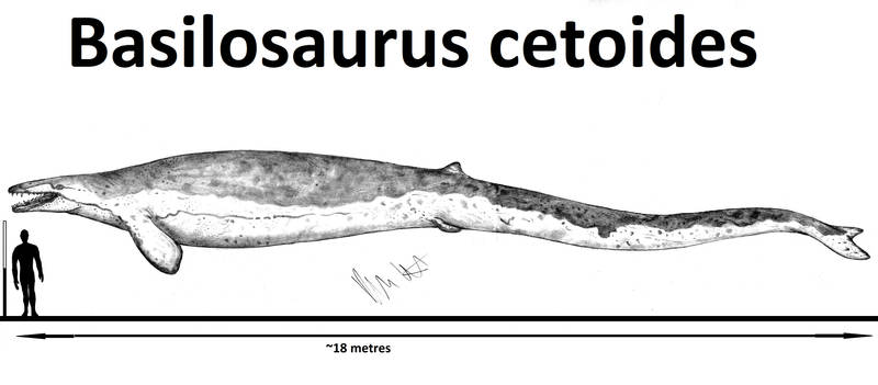 Basilosaurus Deviantart Explore the Best Basilosaurus Art | DeviantArt