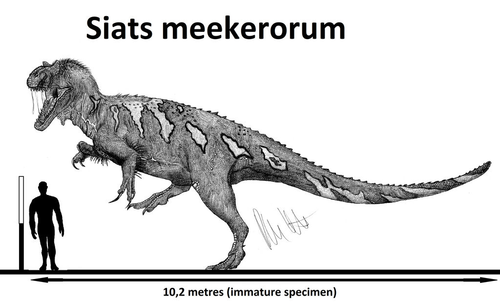 Siats meekerorum