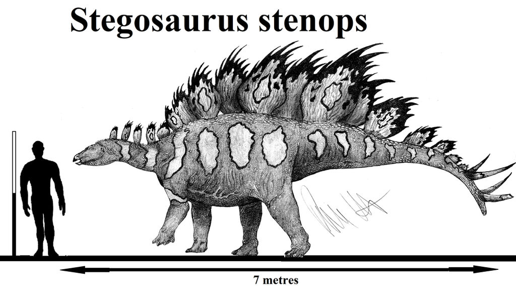 Nowhere to run stegosaurus rex. Стегозавр и человек. Стегозавр в сравнении с человеком. Стегозавр рисунок. Рост Стегозавра.