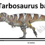 Tarbosaurus bataar