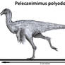 Pelecanimimus polyodon