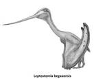Leptostomia begaaensis