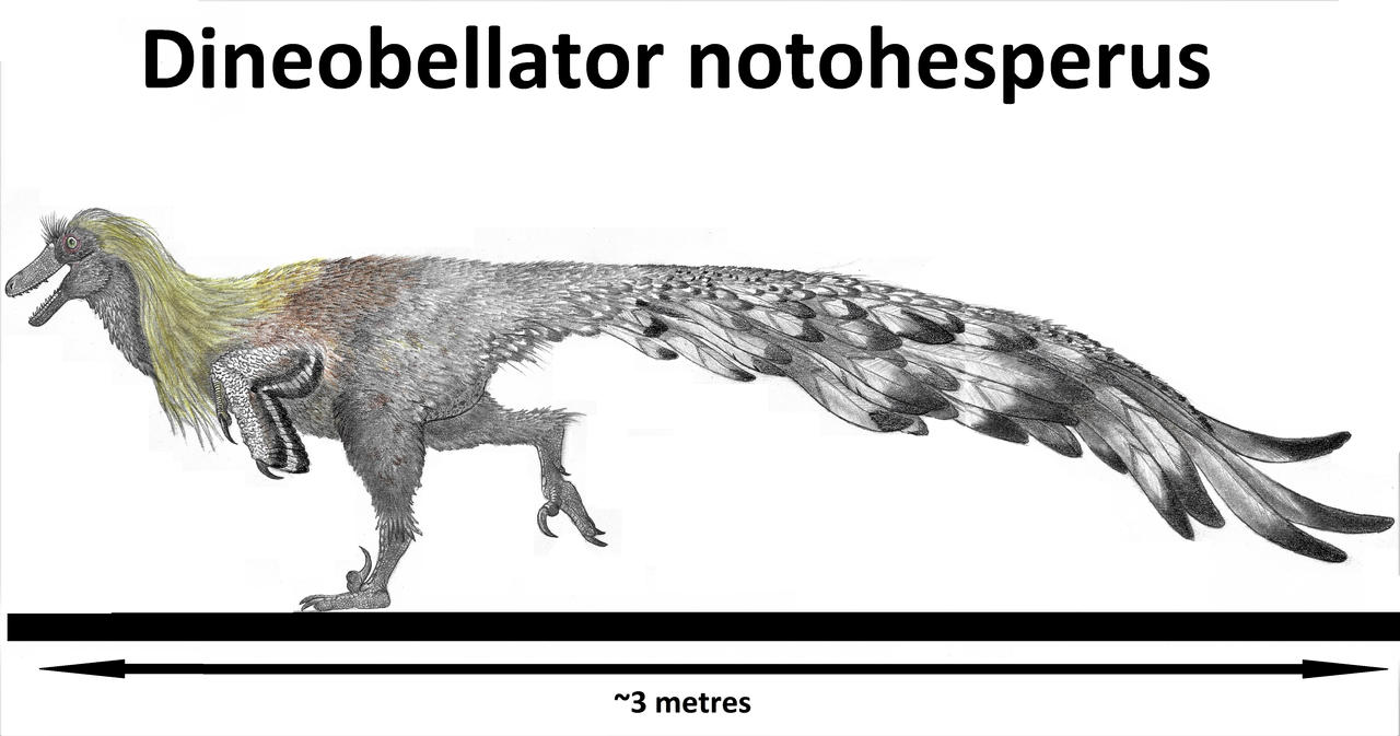 Dineobellator notohesperus
