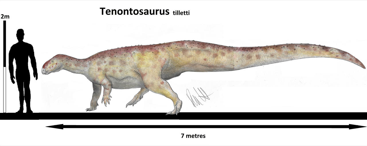 Tenontosaurus Tilletti By Teratophoneus On DeviantArt tenontosaurus-tilletti-by-teratophoneus-on-deviantart
