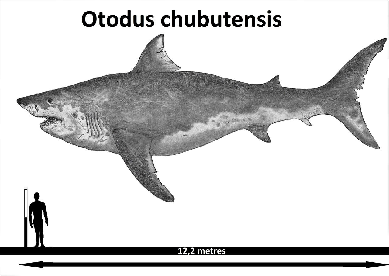 Otodus Chubutensis By Teratophoneus On DeviantArt otodus-chubutensis-by-teratophoneus-on-deviantart