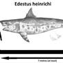 Edestus heinrichi