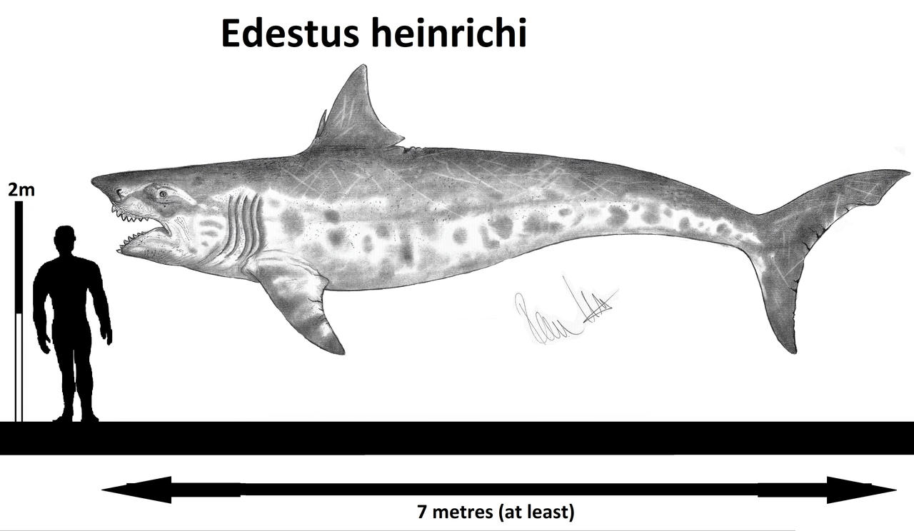 Edestus heinrichi
