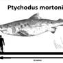 Ptychodus mortoni