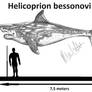Helicoprion bessonovi