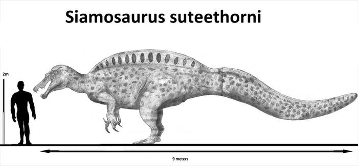 Siamosaurus suteethorni